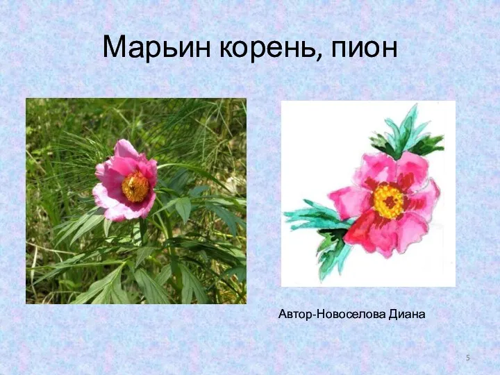 Марьин корень, пион Автор-Новоселова Диана