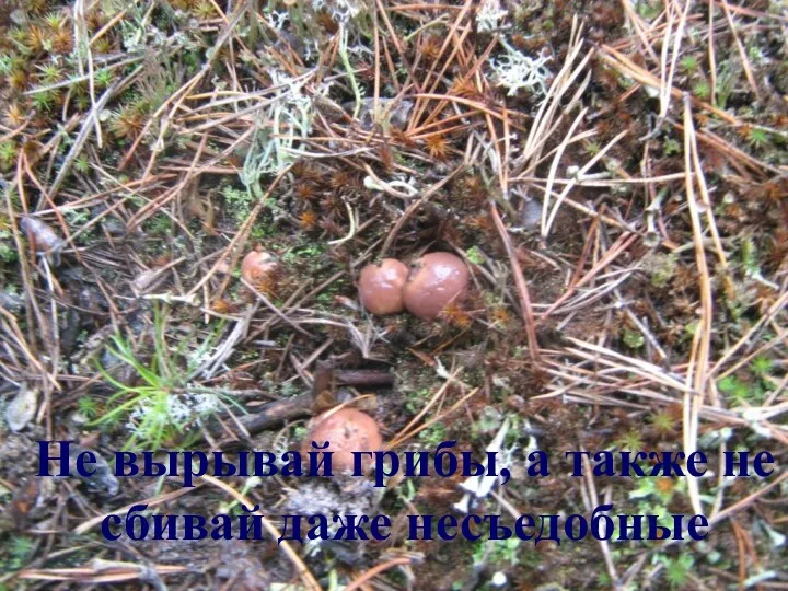 Не вырывай грибы, а также не сбивай даже несъедобные