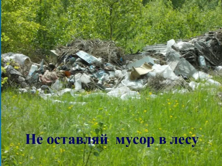 Не оставляй мусор в лесу