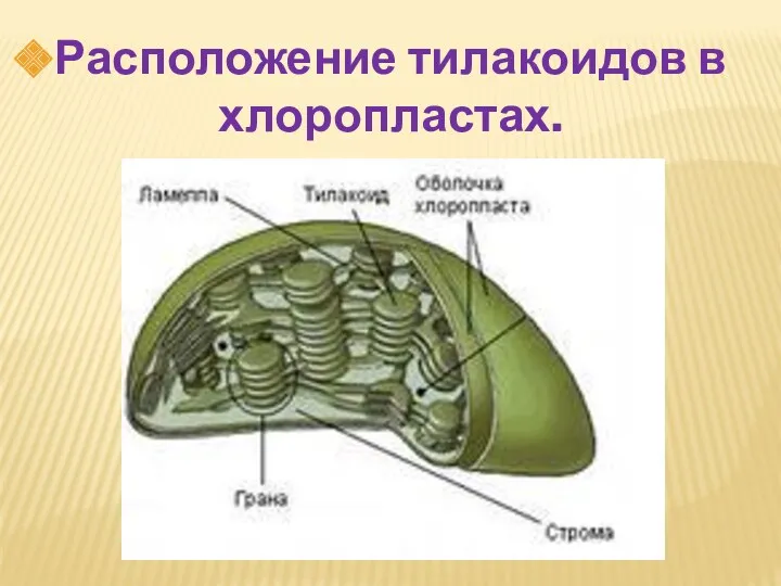 Расположение тилакоидов в хлоропластах.