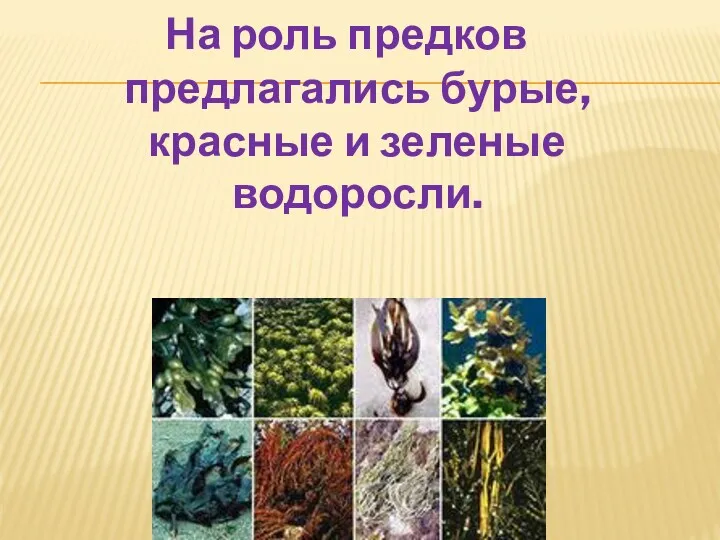 На роль предков предлагались бурые, красные и зеленые водоросли.
