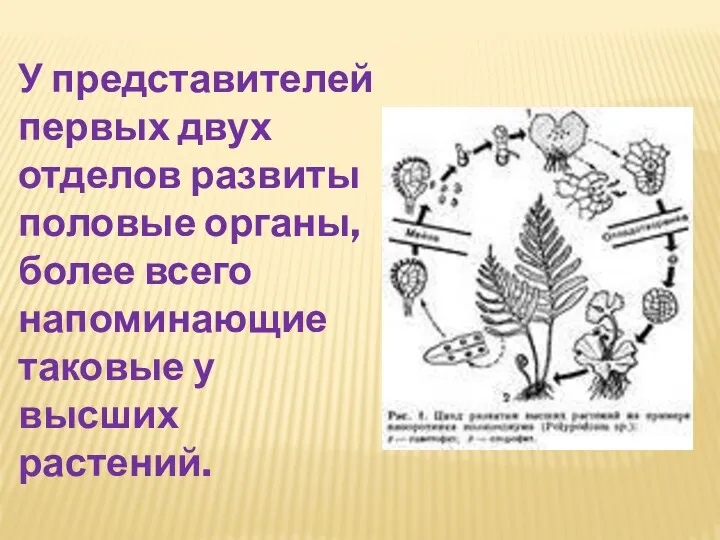 У представителей первых двух отделов развиты половые органы, более всего напоминающие таковые у высших растений.