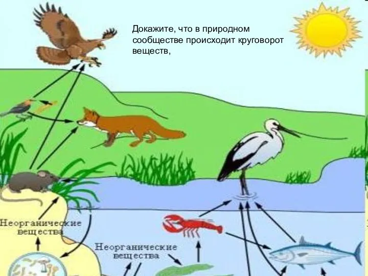 Докажите, что в природном сообществе происходит круговорот веществ,