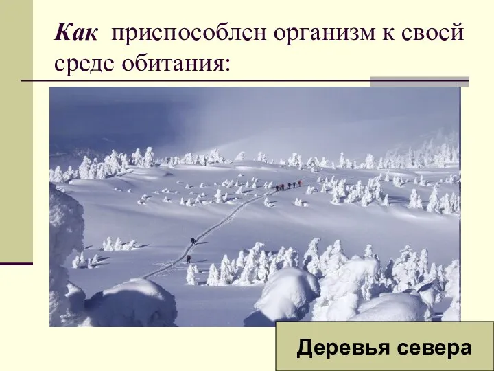 Как приспособлен организм к своей среде обитания: Деревья севера