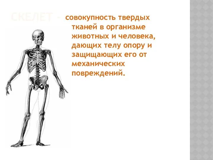 Скелет - совокупность твердых тканей в организме животных и человека,