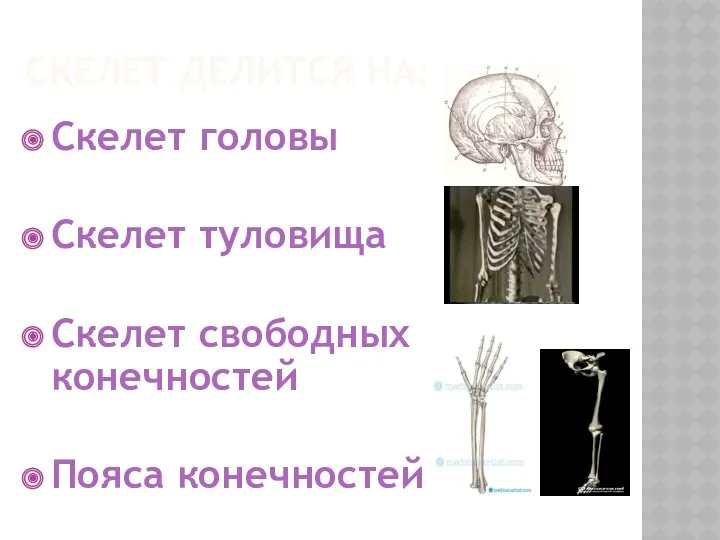 Скелет делится на: Скелет головы Скелет туловища Скелет свободных конечностей Пояса конечностей
