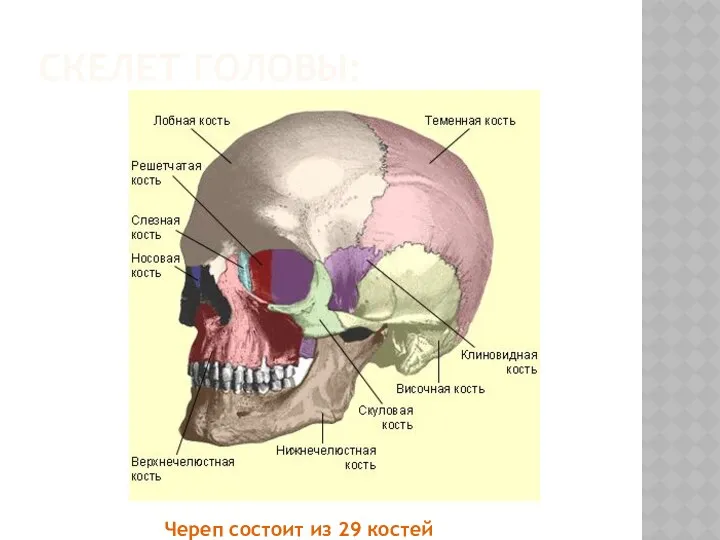 Скелет головы: Череп состоит из 29 костей