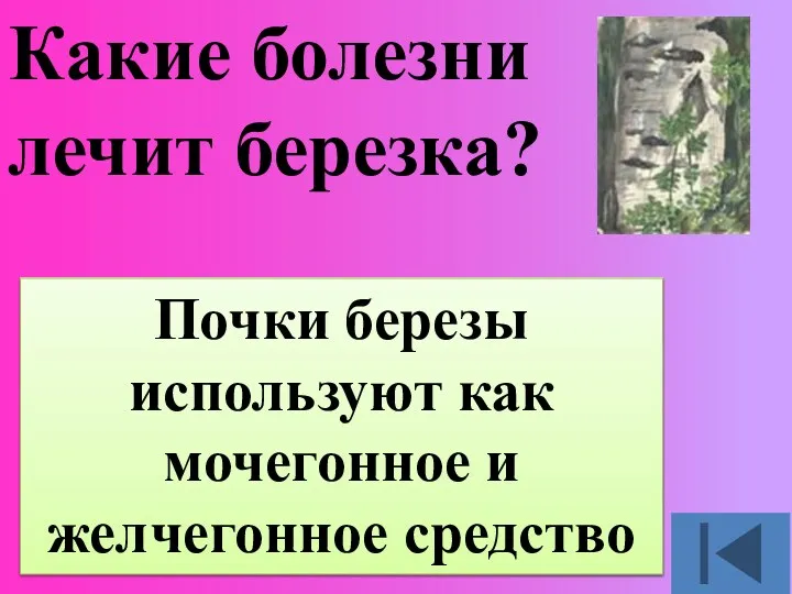 Какие болезни лечит березка? Почки березы используют как мочегонное и желчегонное средство