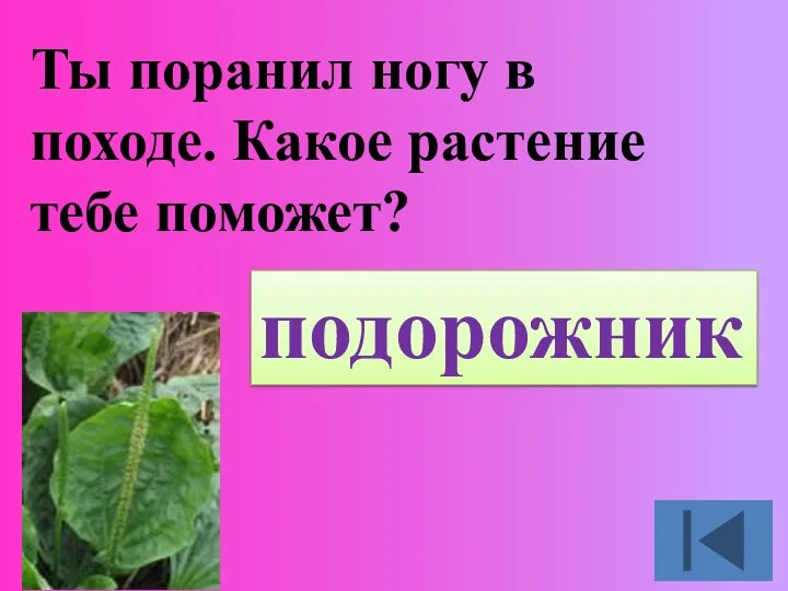 Ты поранил ногу в походе. Какое растение тебе поможет? подорожник