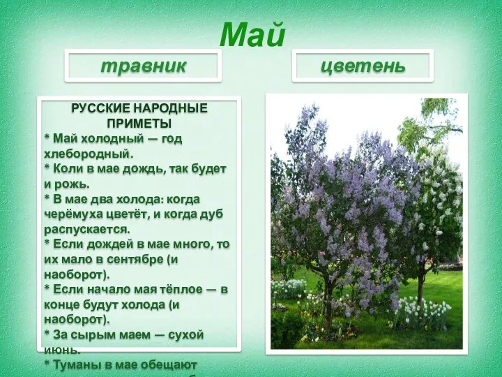 Май РУССКИЕ НАРОДНЫЕ ПРИМЕТЫ * Май холодный — год хлебородный.