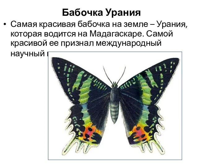 Бабочка Урания Самая красивая бабочка на земле – Урания, которая
