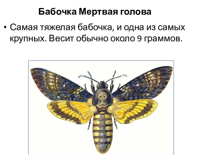 Бабочка Мертвая голова Самая тяжелая бабочка, и одна из самых крупных. Весит обычно около 9 граммов.