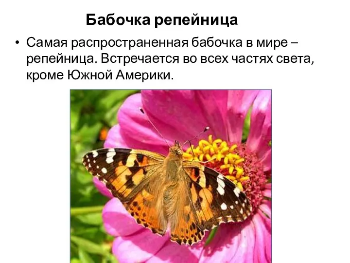 Бабочка репейница Самая распространенная бабочка в мире – репейница. Встречается
