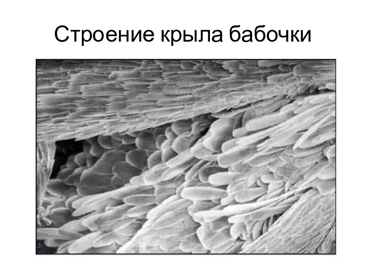 Строение крыла бабочки