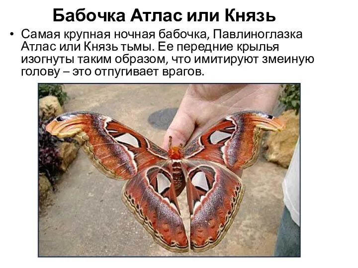 Бабочка Атлас или Князь Самая крупная ночная бабочка, Павлиноглазка Атлас