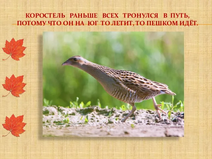 Коростель раньше всех тронулся в путь, потому что он на юг то летит, то пешком идёт.