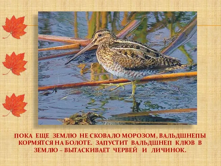 Пока еще землю не сковало морозом, вальдшнепы кормятся на болоте.