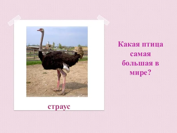 Какая птица самая большая в мире? страус