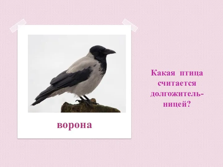 Какая птица считается долгожитель-ницей? ворона