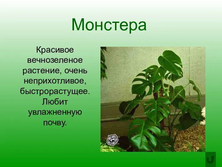 Монстера Красивое вечнозеленое растение, очень неприхотливое, быстрорастущее. Любит увлажненную почву.