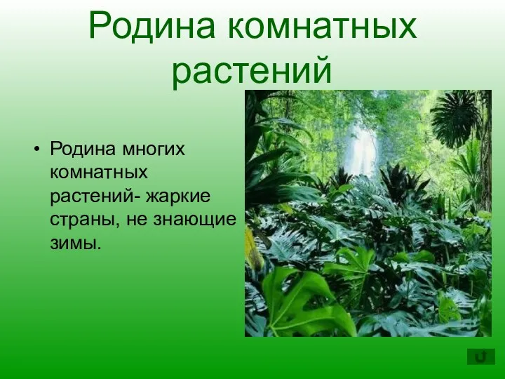 Родина комнатных растений Родина многих комнатных растений- жаркие страны, не знающие зимы.