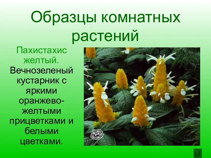 Образцы комнатных растений Пахистахис желтый. Вечнозеленый кустарник с яркими оранжево-желтыми прицветками и белыми цветками.