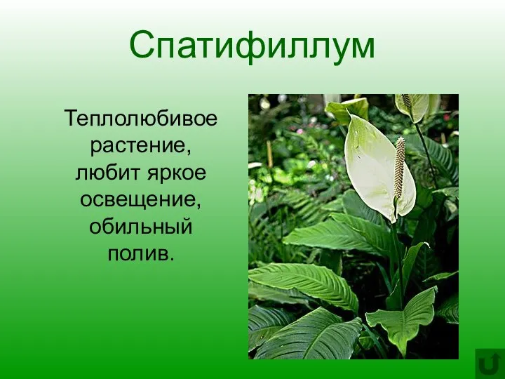 Спатифиллум Теплолюбивое растение, любит яркое освещение, обильный полив.