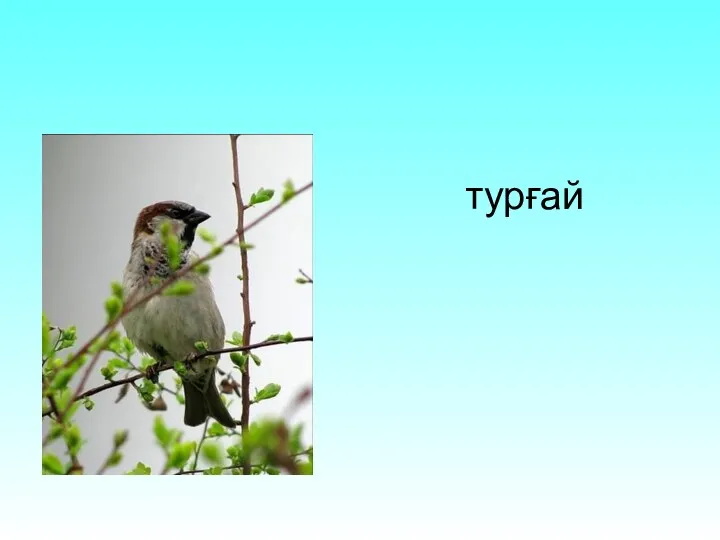 турғай