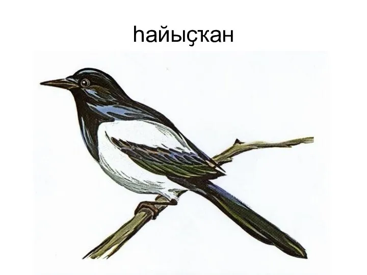 һайыҫҡан