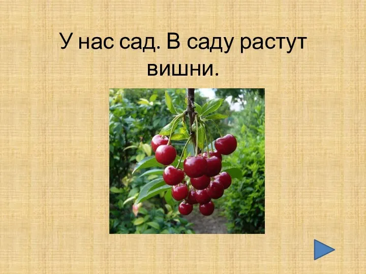 У нас сад. В саду растут вишни.