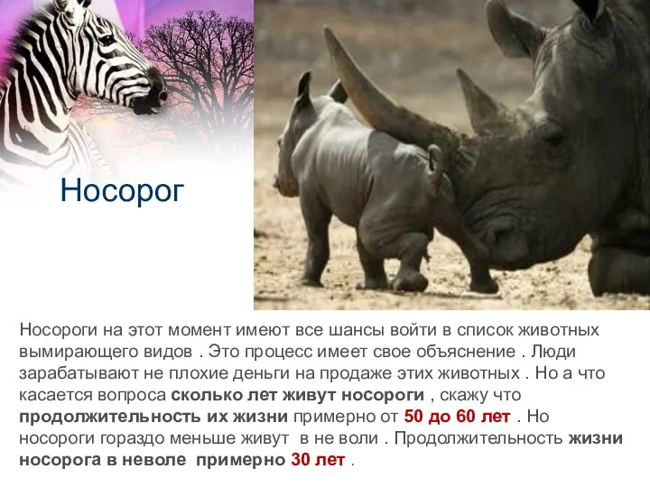 Носорог Носороги на этот момент имеют все шансы войти в
