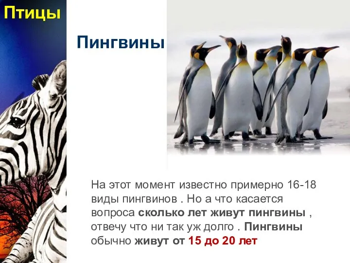Пингвины На этот момент известно примерно 16-18 виды пингвинов .