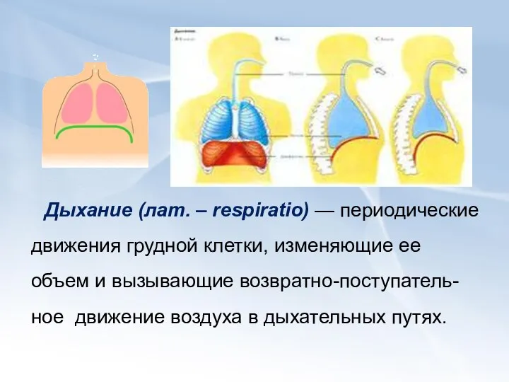 Дыхание (лат. – respiratio) — периодические движения грудной клетки, изменяющие