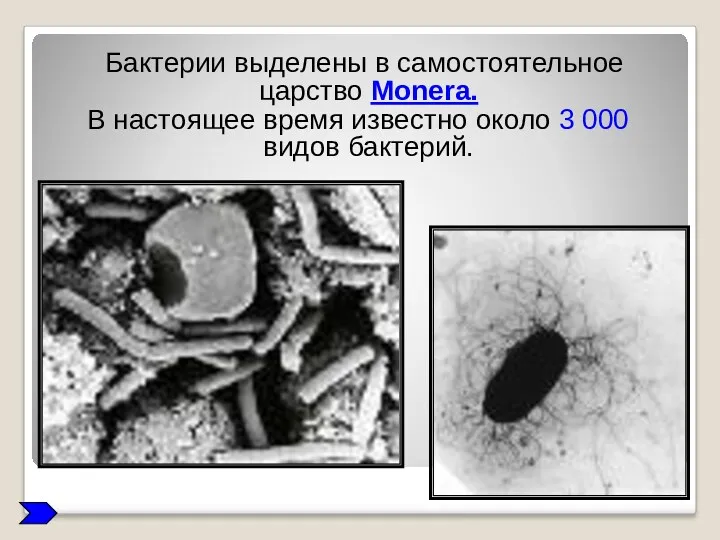 Бактерии выделены в самостоятельное царство Monera. В настоящее время известно около 3 000 видов бактерий.