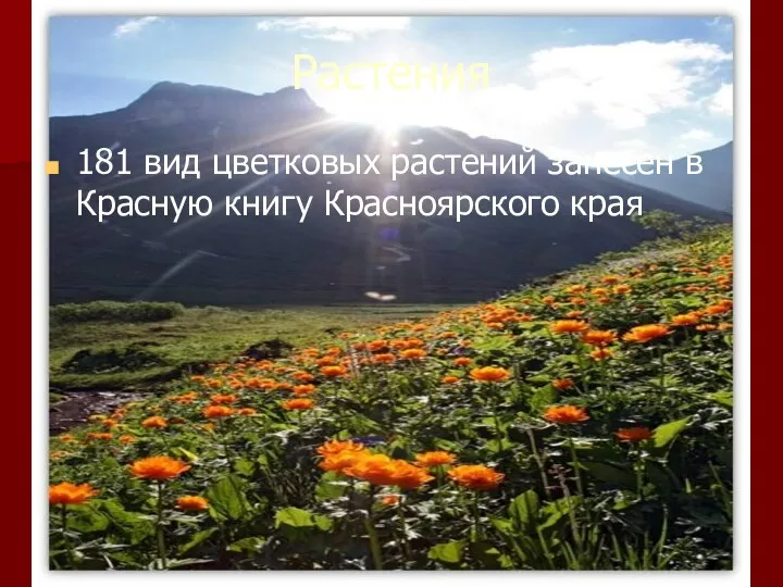 Растения 181 вид цветковых растений занесен в Красную книгу Красноярского края
