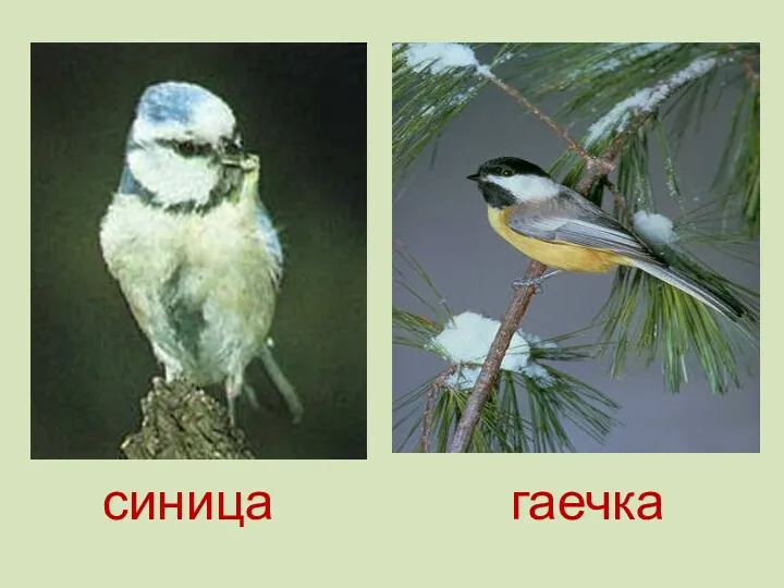 с синица гаечка