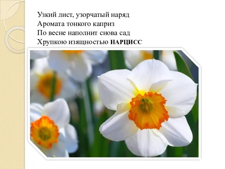 Узкий лист, узорчатый наряд Аромата тонкого каприз По весне наполнит снова сад Хрупкою изящностью НАРЦИСС