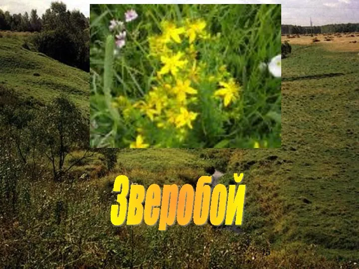 Зверобой