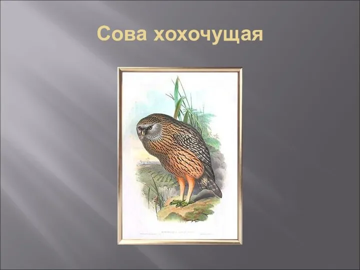 Сова хохочущая