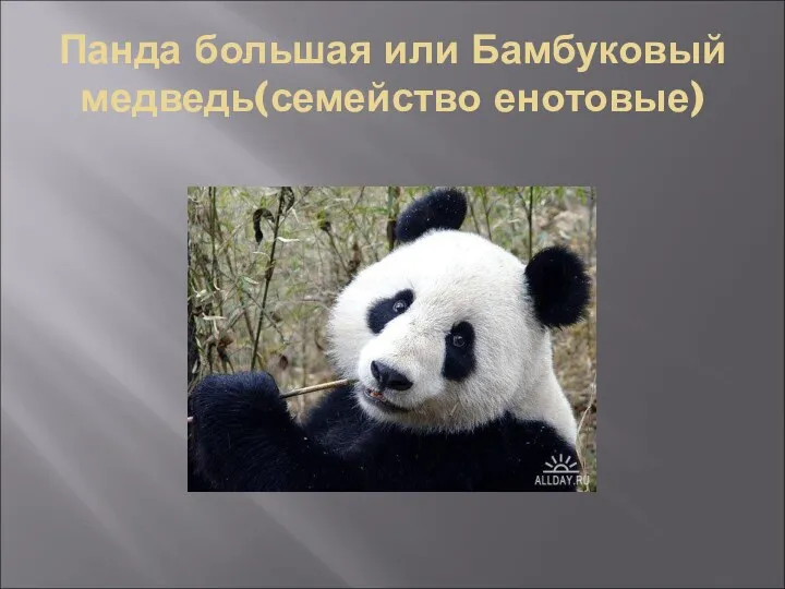 Панда большая или Бамбуковый медведь(семейство енотовые)