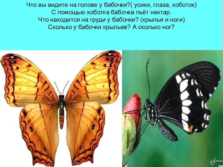 Что вы видите на голове у бабочки?( усики, глаза, хоботок) С помощью хоботка