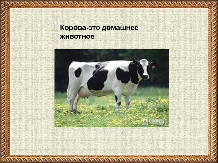Корова-это домашнее животное