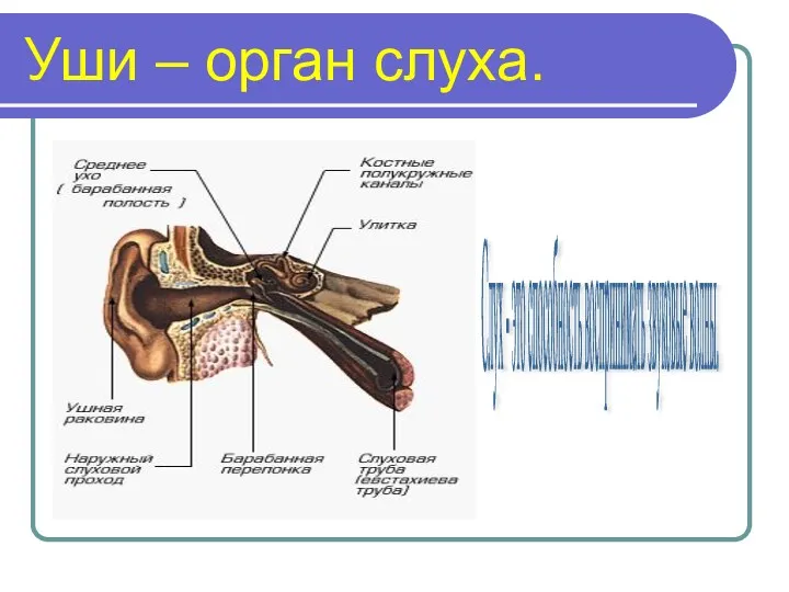 Уши – орган слуха. Слух - это способность воспринимать звуковые волны.