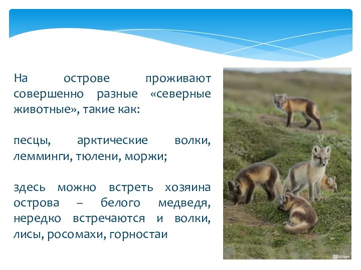 На острове проживают совершенно разные «северные животные», такие как: песцы,