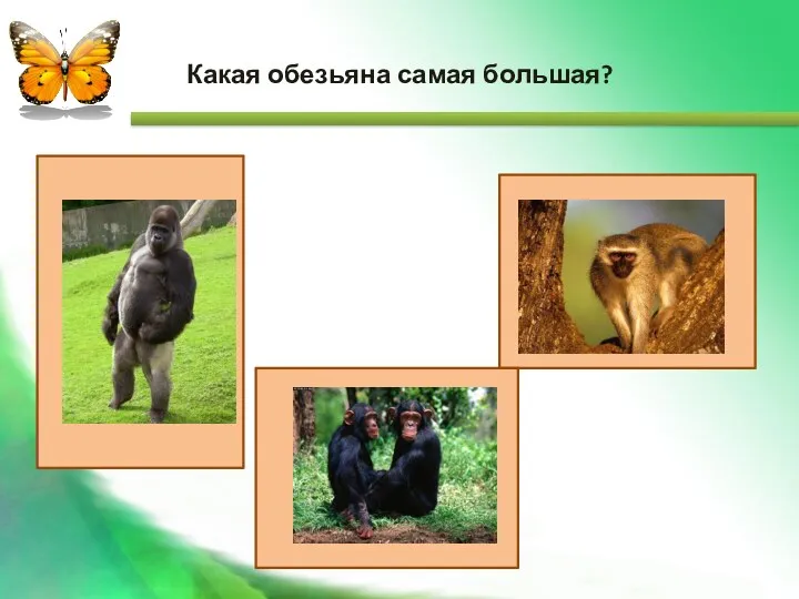 Какая обезьяна самая большая?