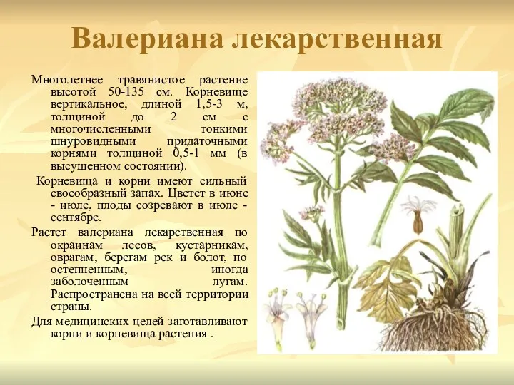 Валериана лекарственная Многолетнее травянистое растение высотой 50-135 см. Корневище вертикальное, длиной 1,5-3 м,
