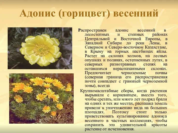 Адонис (горицвет) весенний Распространен адонис весенний в лесостепных и степных районах Центральной и