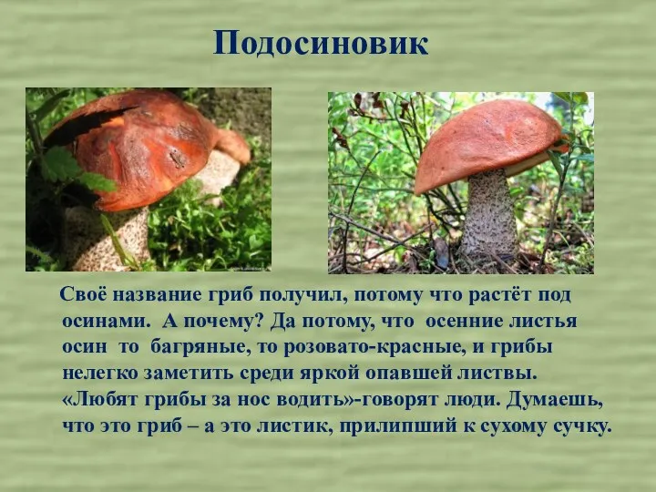 Подосиновик Своё название гриб получил, потому что растёт под осинами.