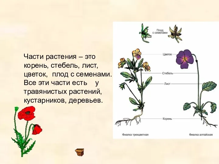 Части растения – это корень, стебель, лист, цветок, плод с семенами. Все эти