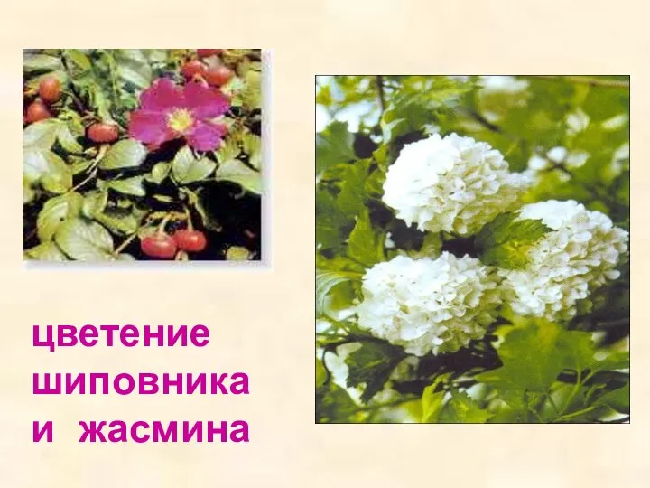 цветение шиповника и жасмина